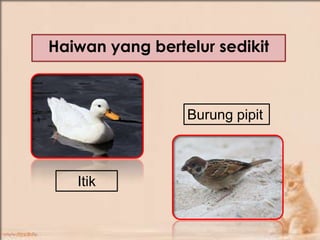 Pembiakan Haiwan