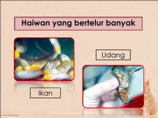 Pembiakan Haiwan