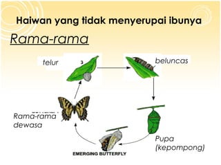 Haiwan yang tidak menyerupai ibunya

Rama-rama
telur

beluncas

Rama-rama
dewasa
Pupa
(kepompong)

 