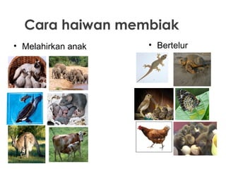 Cara haiwan membiak
• Melahirkan anak

• Bertelur

 
