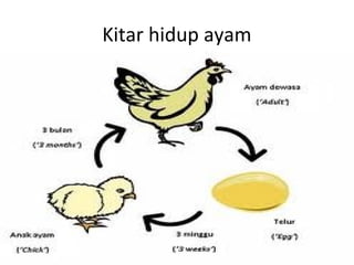 Kitar hidup ayam

 