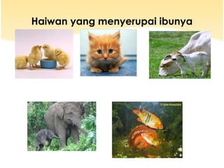 Haiwan yang menyerupai ibunya

 