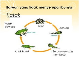 Haiwan yang tidak menyerupai ibunya

Katak
Katak
dewasa

Anak katak

telur

berudu

Berudu semakin
membesar

 