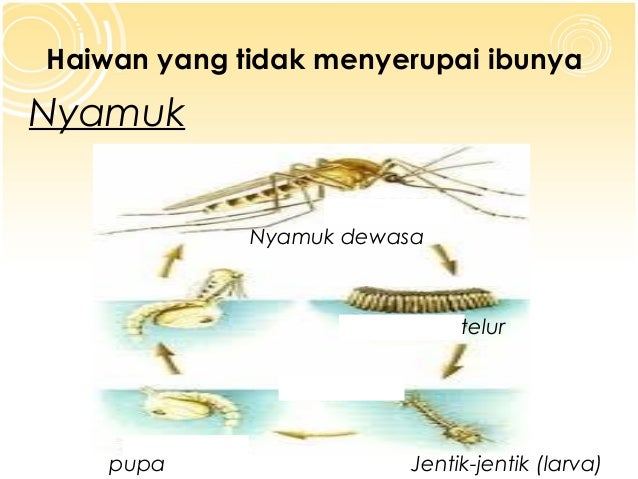 DST TAHUN 2 : PEMBIAKAN HAIWAN