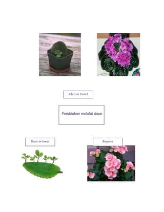 African Violet




               Pembiakan melalui daun




Daun setawar                            Begonia
 