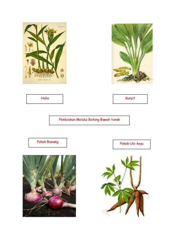 Pembiakan tumbuhan Sains Tahun  4