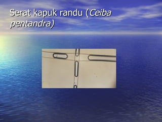 Serat kapuk randu (Ceiba
pentandra)
 