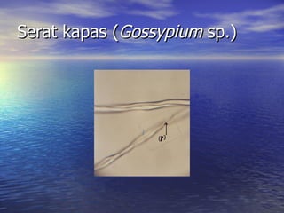 Serat kapas (Gossypium sp.)
 