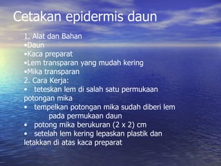 Cetakan epidermis daun
 1. Alat dan Bahan
 •Daun
 •Kaca preparat
 •Lem transparan yang mudah kering
 •Mika transparan
 2. Cara Kerja:
 • teteskan lem di salah satu permukaan
 potongan mika
 • tempelkan potongan mika sudah diberi lem
         pada permukaan daun
 • potong mika berukuran (2 x 2) cm
 • setelah lem kering lepaskan plastik dan
 letakkan di atas kaca preparat
 