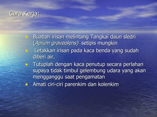 Cara Kerja:


     • Buatlah irisan melintang Tangkai daun sledri
         (Apium graveolens) setipis mungkin
     •    Letakkan irisan pada kaca benda yang sudah
         diberi air.
     •   Tutuplah dengan kaca penutup secara perlahan
         supaya tidak timbul gelembung udara yang akan
         mengganggu saat pengamatan
     •   Amati ciri-ciri parenkim dan kolenkim
 