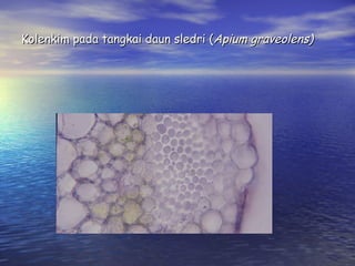 Kolenkim pada tangkai daun sledri (Apium graveolens)
 
