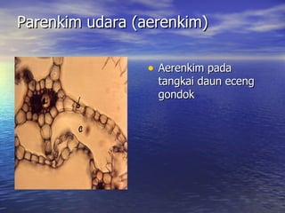 Parenkim udara (aerenkim)

                 • Aerenkim pada
                  tangkai daun eceng
                  gondok
 