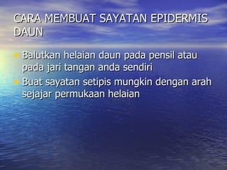 CARA MEMBUAT SAYATAN EPIDERMIS
DAUN

• Balutkan helaian daun pada pensil atau
  pada jari tangan anda sendiri
• Buat sayatan setipis mungkin dengan arah
  sejajar permukaan helaian
 