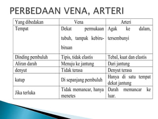 Yang dibedakan Vena Arteri
Tempat Dekat permukaan
tubuh, tampak kebiru-
biruan
Agak ke dalam,
tersembunyi
Dinding pembuluh Tipis, tidak elastis Tebal, kuat dan elastis
Aliran darah Menuju ke jantung Dari jantung
denyut Tidak terasa Denyut terasa
katup Di sepanjang pembuluh
Hanya di satu tempat
dekat jantung
Jika terluka
Tidak memancar, hanya
menetes
Darah memancar ke
luar.
 
