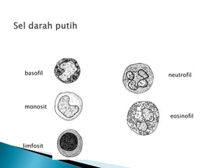 basofil
monosit
limfosit
neutrofil
eosinofil
 