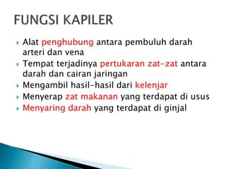  Alat penghubung antara pembuluh darah
arteri dan vena
 Tempat terjadinya pertukaran zat-zat antara
darah dan cairan jaringan
 Mengambil hasil-hasil dari kelenjar
 Menyerap zat makanan yang terdapat di usus
 Menyaring darah yang terdapat di ginjal
 