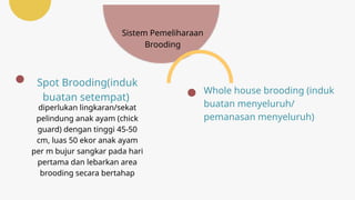 PEMELIHARAAN PADA PERIODE BROODING KLS XI | PPTX