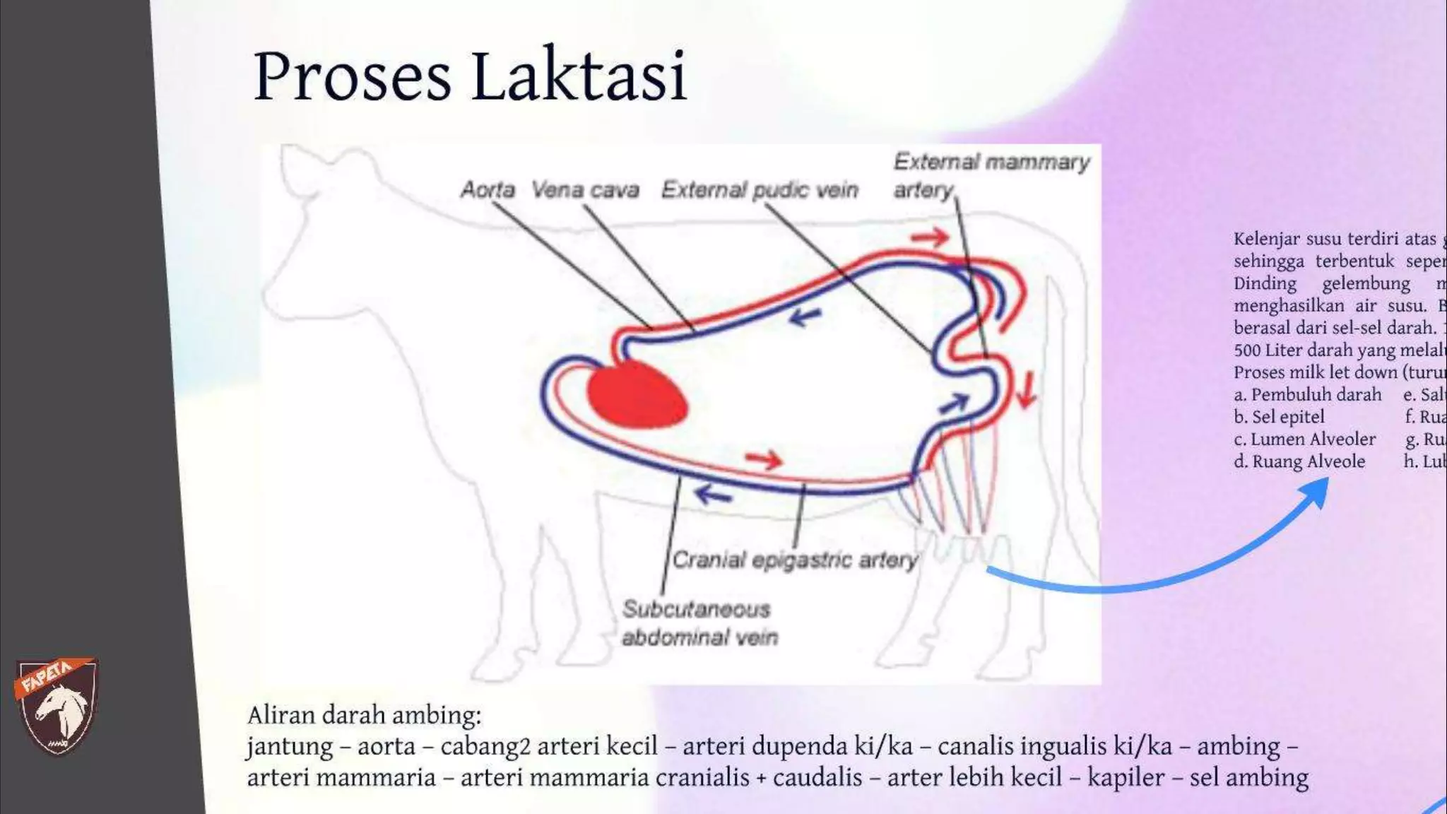 Sapi Alaska Pemeliharaan sapi perah laktasi dan kering kandang | PDF