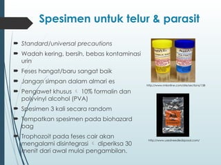 Format Isian Lab Feses Pemeriksaan Feses rutin dalam laboratorium | PPTX