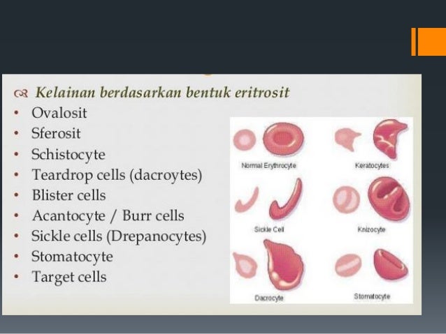 Pemeriksaan Hematologi