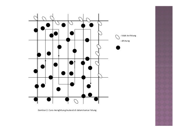 Pemeriksaan hematologi (darah rutin)