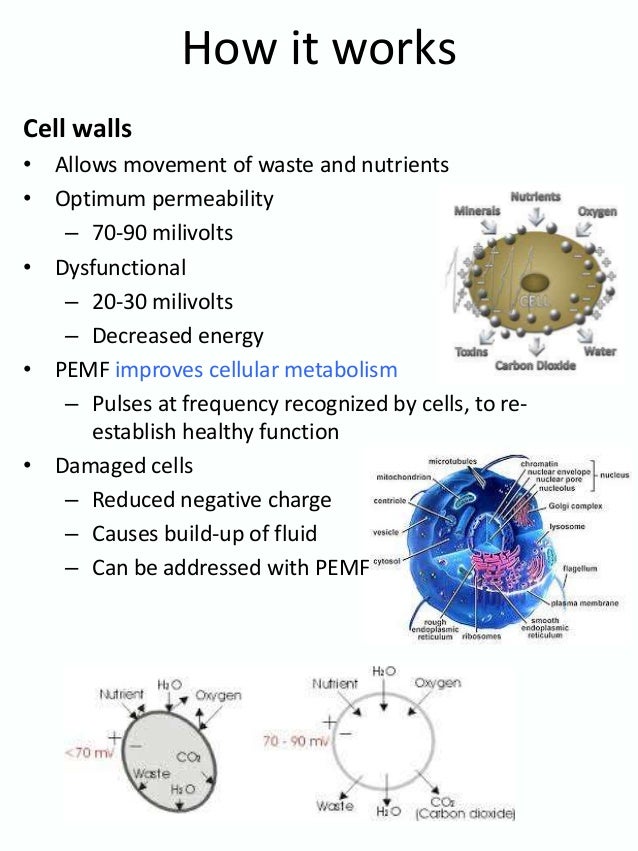 Brief introduction to pulsed electro fields, preview of our