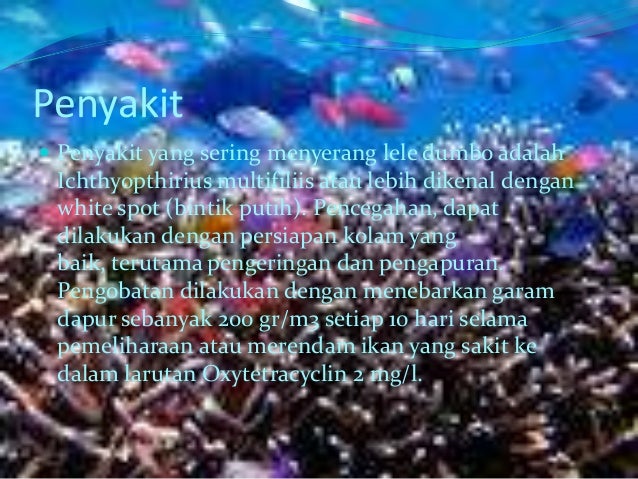 Pemijahan ikan lele dumbo secara intensif( buatan)