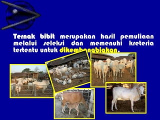 PEMILIHAN BIBIT SAPI POTONG...............ppt
