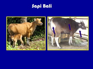 PEMILIHAN BIBIT SAPI POTONG...............ppt