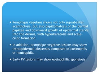  Pemphigus vegetans shows not only suprabasilar
acantholysis, but also papillomatosis of the dermal
papillae and downward growth of epidermal stands
into the dermis, with hyperkeratosis and scale-
crust formation
 In addition, pemphigus vegetans lesions may show
intraepidermal abscesses composed of eosinophils
or neutrophils.
 Early PV lesions may show eosinophilic spongiosis
 
