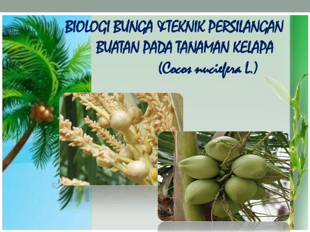 Pemuliaan Tanaman Biologi Bunga Teknik Persilangan Buatan Pada Tana