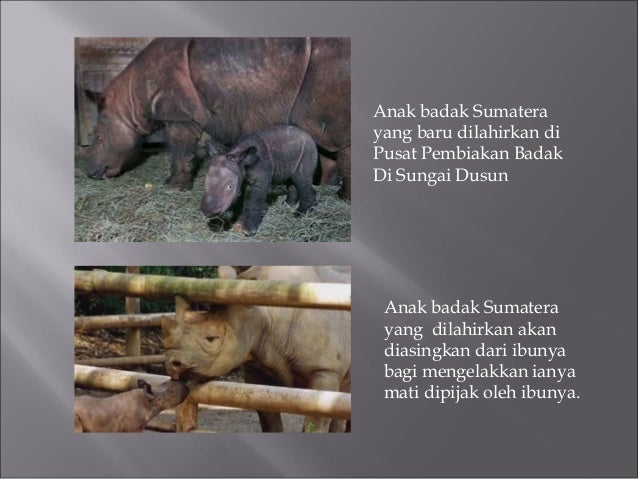 Pemuliharaan ex situ badak sumbu sumatera