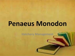 Penaeus Monodon
Hatchery Management

 