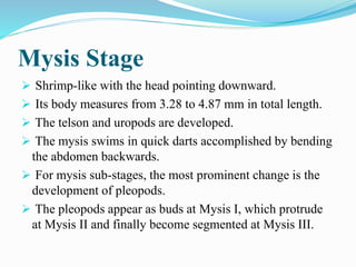 Mysis Stage
 Shrimp-like with the head pointing downward.
 Its body measures from 3.28 to 4.87 mm in total length.
 The telson and uropods are developed.
 The mysis swims in quick darts accomplished by bending
the abdomen backwards.
 For mysis sub-stages, the most prominent change is the
development of pleopods.
 The pleopods appear as buds at Mysis I, which protrude
at Mysis II and finally become segmented at Mysis III.
 
