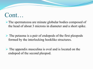 Cont…
The spermatozoa are minute globular bodies composed of
the head of about 3 microns in diameter and a short spike.
 The petasma is a pair of endopods of the first pleopods
formed by the interlocking hooklike structures.
 The appendix masculina is oval and is located on the
endopod of the second pleopod.
 