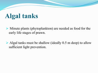 Algal tanks
 Minute plants (phytoplankton) are needed as food for the
early life stages of prawn.
 Algal tanks must be shallow (ideally 0.5 m deep) to allow
sufficient light prevention.
 