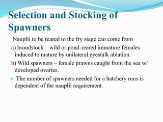 Selection and Stocking of
Spawners
Nauplii to be reared to the fry stage can come from
a) broodstock – wild or pond-reared immature females
induced to mature by unilateral eyestalk ablation.
b) Wild spawners – female prawns caught from the sea w/
developed ovaries.
 The number of spawners needed for a hatchery runs is
dependent of the nauplii requirement.
 