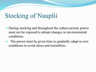 Stocking of Nauplii
During stocking and throughout the culture period, prawn
must not be exposed to abrupt changes in environmental
conditions.
 The prawn must be given time to gradually adapt to new
conditions to avoid stress and mortalities.
 