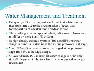 Water Management and Treatment
 The quality of the rearing water in larval tanks deteriorates
after sometime due to the accumulation of feces, and
decomposition of uneaten food and dead larvae.
 The resulting water temp. and salinity after water change must
not differ by more than 1°C or 2ppt.
 In high density cultures by more (100 nauplii/liter) water
change is done daily starting at the second protozoeal substage.
 About 30% of the water volume is changed at the protozoeal
stage and 50% at the Mysis stage.
 At lower density (50-80 nauplii) water change is done only
after all the prawn in the tank have metamorphosed to the post
larval stage.
 