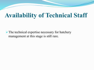 Availability of Technical Staff
The technical expertise necessary for hatchery
management at this stage is still rare.
 