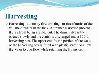 Harvesting
Harvesting is done by first draining out threefourths of the
volume of water in the tank. A strainer is used to prevent
the fry from being drained out. The drain valve is then
opened slowly and the contents discharged into a 150-L
harvesting box. The upper one-fourth portion of the walls
of the harvesting box is fitted with plastic screen to allow
the water to overflow while retaining the fry inside.
 