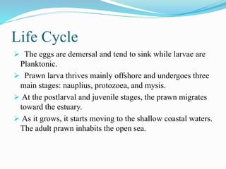 Life Cycle
 The eggs are demersal and tend to sink while larvae are
Planktonic.
 Prawn larva thrives mainly offshore and undergoes three
main stages: nauplius, protozoea, and mysis.
 At the postlarval and juvenile stages, the prawn migrates
toward the estuary.
 As it grows, it starts moving to the shallow coastal waters.
The adult prawn inhabits the open sea.
 