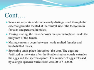 Cont….
 Sexes are separate and can be easily distinguished through the
external genitalia located at the ventral side. The thelycum in
females and petasma in males.
 During mating, the male deposits the spermatophore inside the
thelycum of the female.
 Mating can only occur between newly molted females and
hard-shelled males.
 Spawning tanks place throughout the year. The eggs are
fertilized in the water after the female simultaneously extrudes
the eggs and the spermatophore. The number of eggs released
by a single spawner varies from 248,00 to 811,000.
 