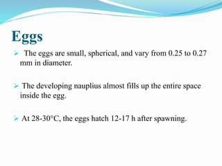 Eggs
 The eggs are small, spherical, and vary from 0.25 to 0.27
mm in diameter.
 The developing nauplius almost fills up the entire space
inside the egg.
 At 28-30°C, the eggs hatch 12-17 h after spawning.
 