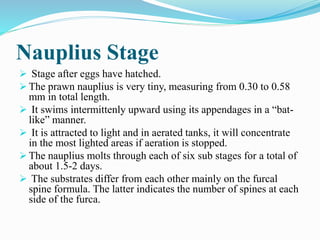 Nauplius Stage
 Stage after eggs have hatched.
 The prawn nauplius is very tiny, measuring from 0.30 to 0.58
mm in total length.
 It swims intermittenly upward using its appendages in a “bat-
like” manner.
 It is attracted to light and in aerated tanks, it will concentrate
in the most lighted areas if aeration is stopped.
 The nauplius molts through each of six sub stages for a total of
about 1.5-2 days.
 The substrates differ from each other mainly on the furcal
spine formula. The latter indicates the number of spines at each
side of the furca.
 