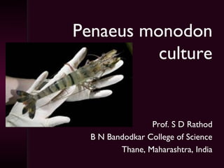 Penaeus monodon
          culture


                 Prof. S D Rathod
  B N Bandodkar College of Science
         Thane, Maharashtra, India
 