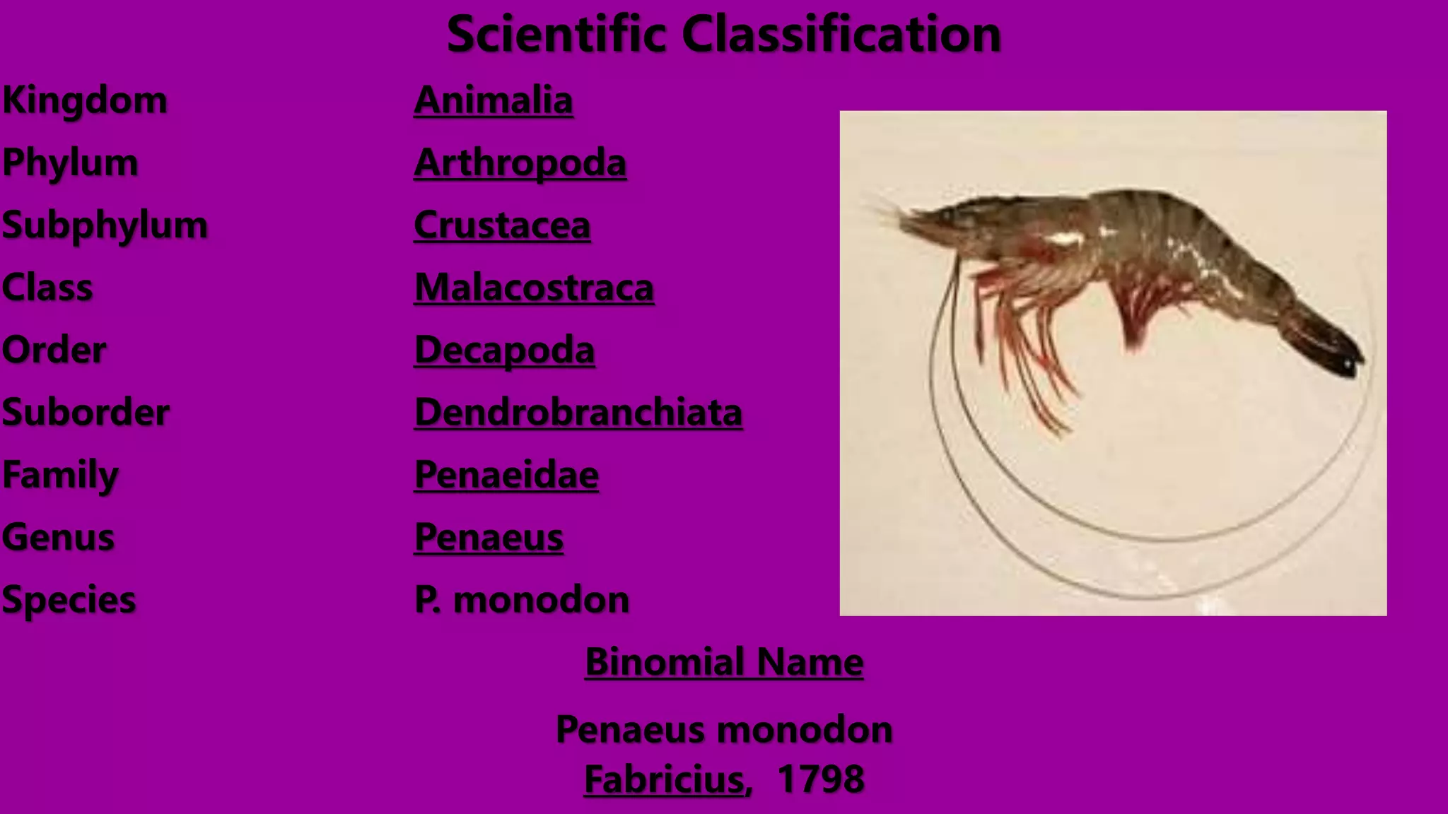 Penaeus monodon grow out culture PPT