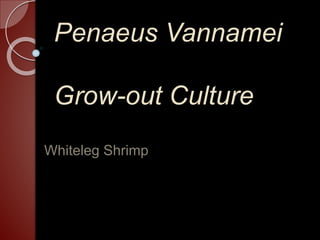 Penaeus Vannamei
Grow-out Culture
Whiteleg Shrimp
 