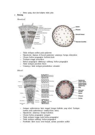 o Batas ujung akar dan kaliptra tidak jelas
 Batang
Monokotil
o Tidak terdapat rambut pada epidermis
o Hipodermis (lapisan di bawah epidermis) umumnya berupa sklerenkim
o Ukuran berkas pengangkut berbeda-beda
o Terdapat rongga protoxilem
o Berkas pengangkut dilindungi selubung berkas pengangkut
o Tidak terdapat parenkim floem
o Umumnya tidak terdapat pertumbuhan sekunder
Dikotil:
o Jaringan epidermisnya lapis tunggal dengan kutikula yang tebal. Terdapat
rambut pada epidermisnya (multicellular hairs)
o Hipodermis umumnya berupa kolenkim
o Ukuran berkas pengangkut seragam
o Tidak terdapat rongga pada berkas pengangkut
o Tidak terdapat selubung berkas pengangkut
o Pembuluh xilem kecil, serat banyak, namun parenkim sedikit
 