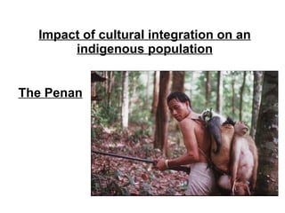 Impact of cultural integration on an indigenous population The Penan 